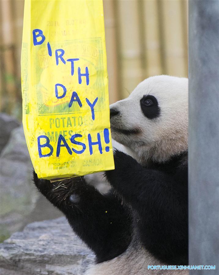 CANADA-TORONTO-GIANT PANDA TWINS-2ND BIRTHDAY CELEBRATION