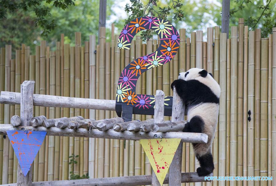 CANADA-TORONTO-GIANT PANDA TWINS-2ND BIRTHDAY CELEBRATION