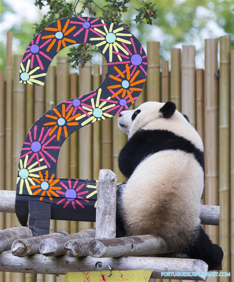 CANADA-TORONTO-GIANT PANDA TWINS-2ND BIRTHDAY CELEBRATION