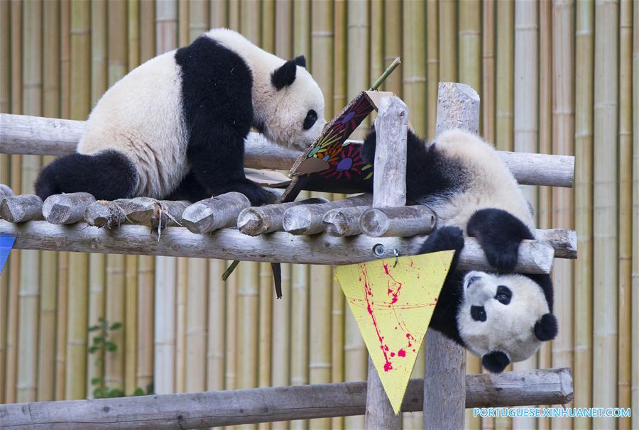 CANADA-TORONTO-GIANT PANDA TWINS-2ND BIRTHDAY CELEBRATION