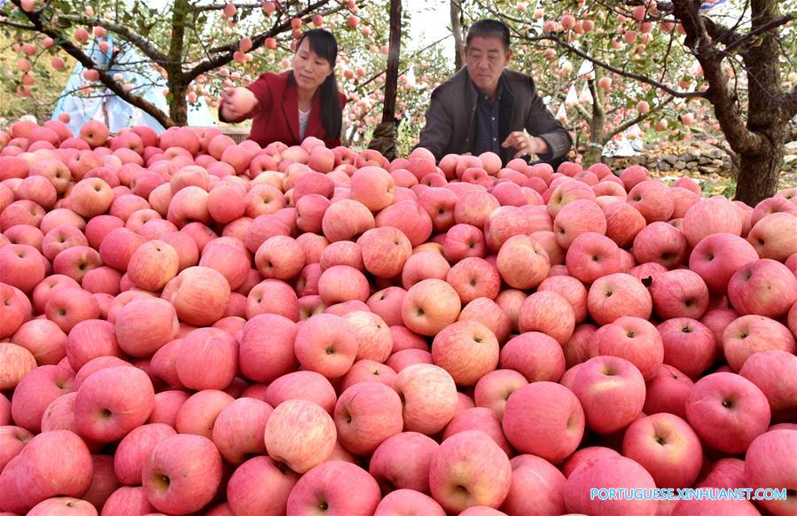 #CHINA-SHANDONG-APPLE-HARVEST SEASON(CN)