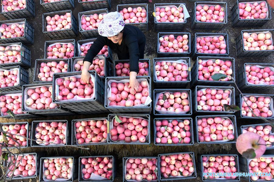 #CHINA-SHANDONG-APPLE-HARVEST SEASON(CN)