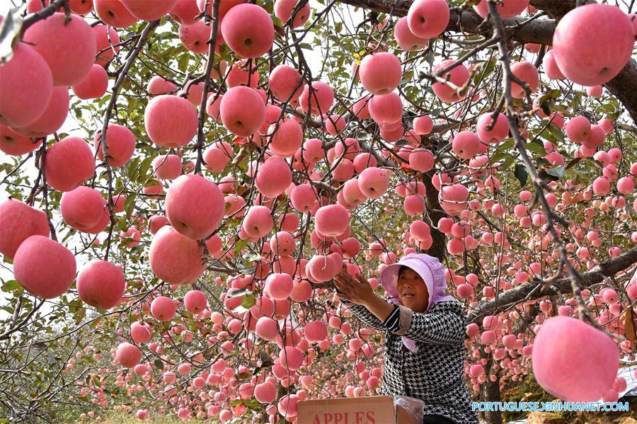 #CHINA-SHANDONG-APPLE-HARVEST SEASON(CN)