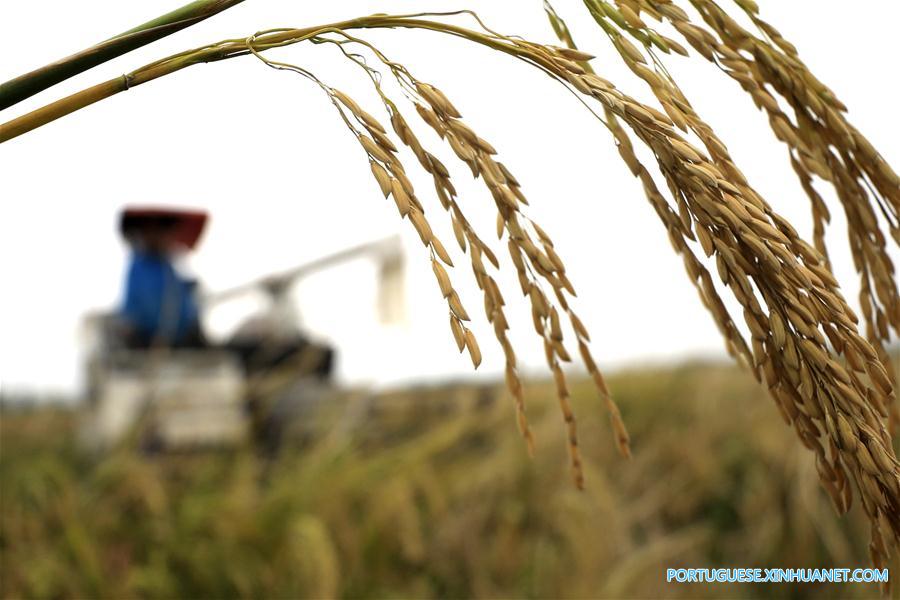 #CHINA-AGRICULTURE-GRAIN OUTPUT (CN)