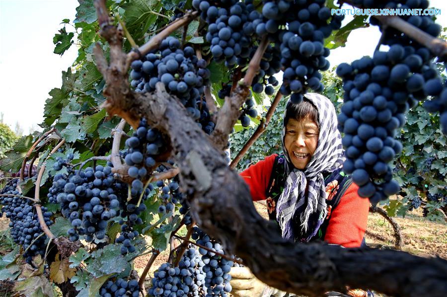 CHINA-HEBEI-AGRICULTURE-HARVEST-WINE  (CN)