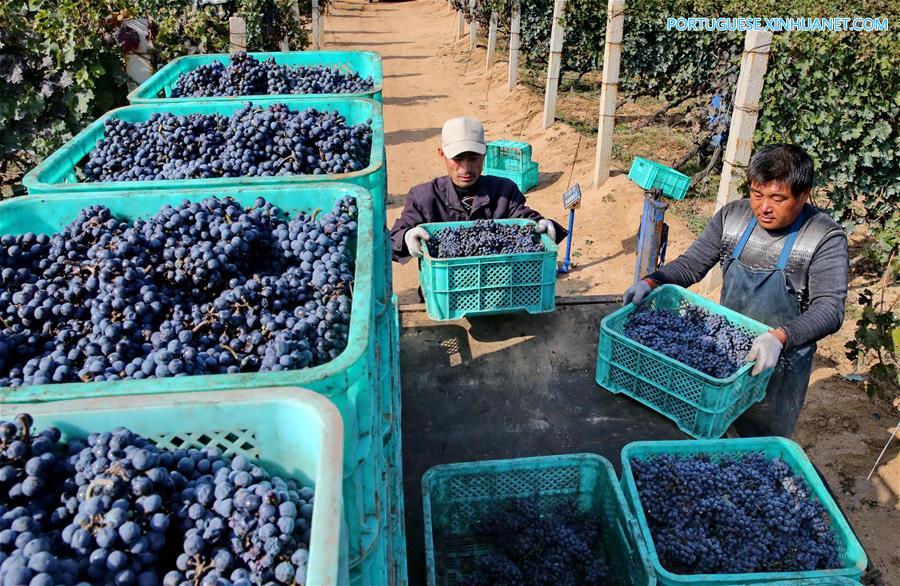 CHINA-HEBEI-AGRICULTURE-HARVEST-WINE  (CN)