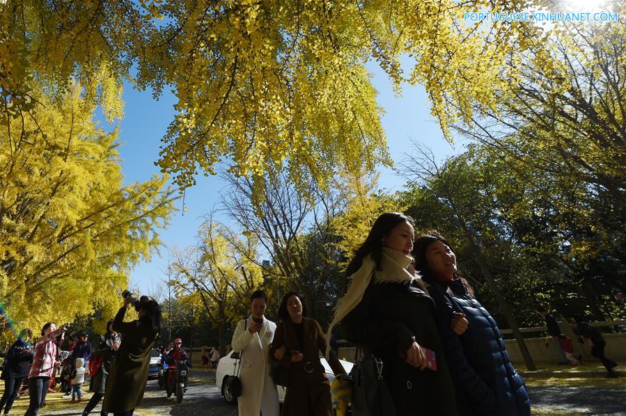 CHINA-BEIJING-GINKGO SCENERY (CN) 