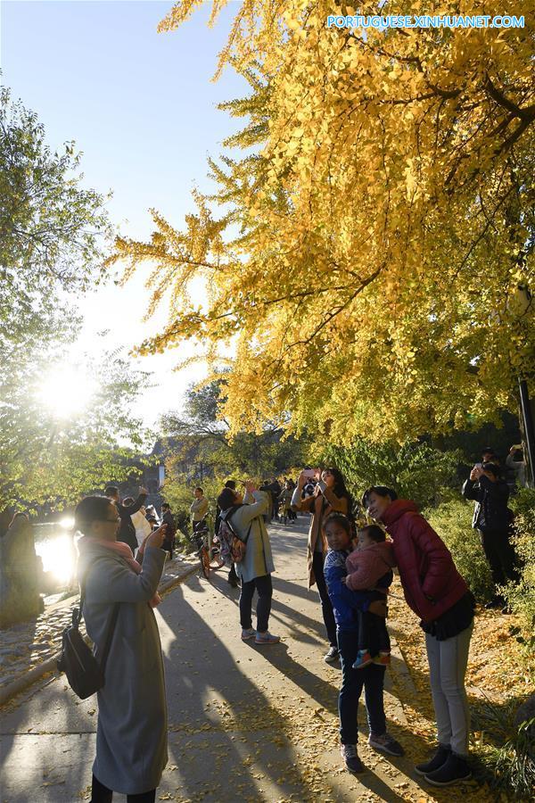 CHINA-BEIJING-AUTUMN SCENERY (CN)