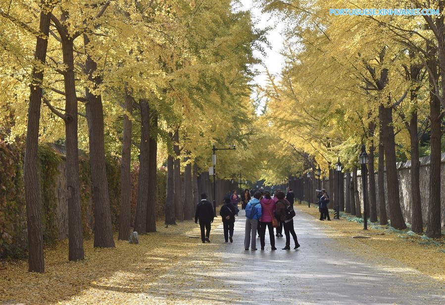 CHINA-BEIJING-AUTUMN-GINKGO TREES(CN)