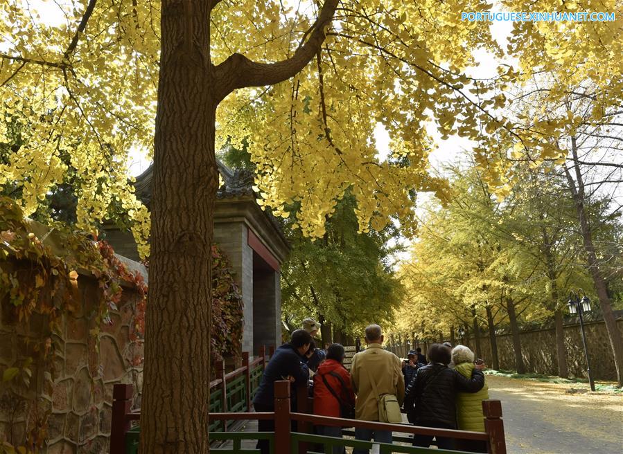 CHINA-BEIJING-AUTUMN-GINKGO TREES(CN)