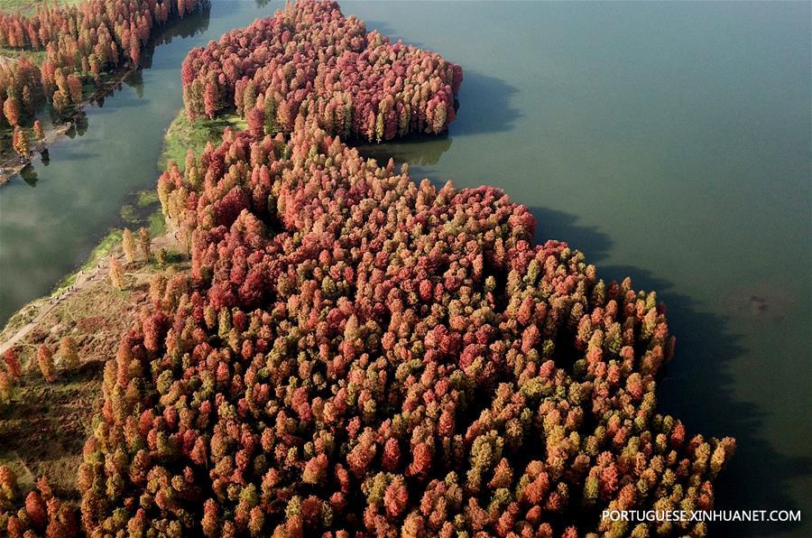 #CHINA-ZHEJIANG-YUYAO-POND CYPRESS-SCENERY (CN)