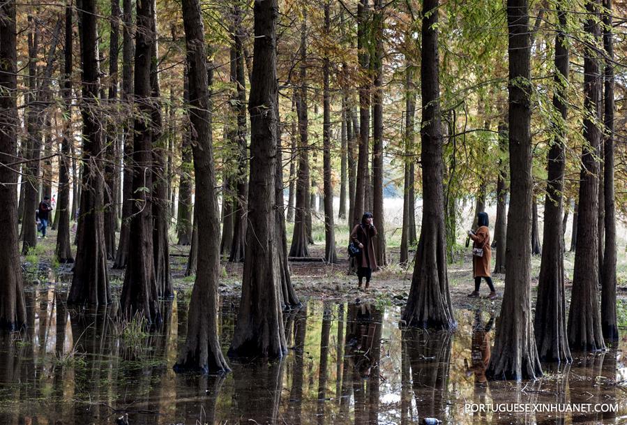 #CHINA-ZHEJIANG-YUYAO-POND CYPRESS-SCENERY (CN)