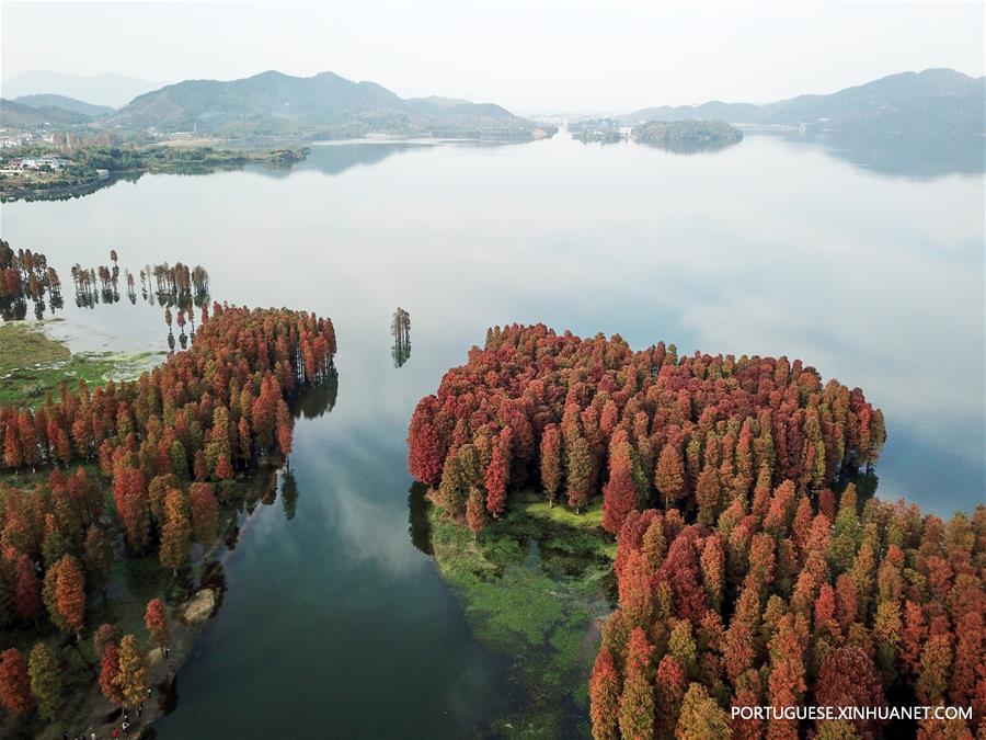 #CHINA-ZHEJIANG-YUYAO-POND CYPRESS-SCENERY (CN)