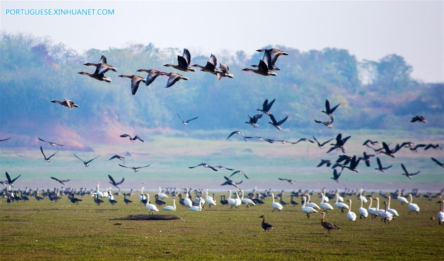 CHINA-JIANGXI-BIRDS PROTECTION-VOLUNTEER (CN)