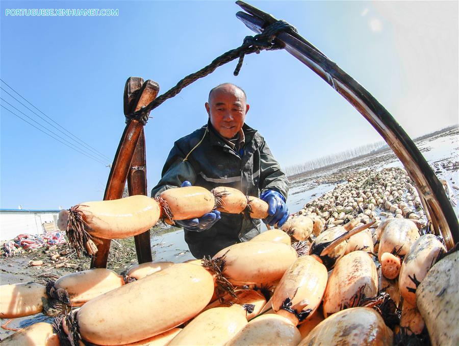 #CHINA-JIANGSU-HUAI'AN-LOTUS ROOTS (CN)