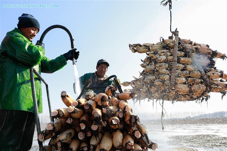 #CHINA-JIANGSU-HUAI'AN-LOTUS ROOTS (CN)