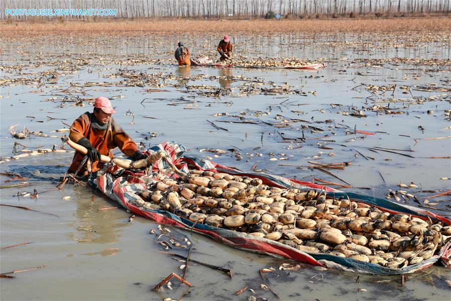 #CHINA-JIANGSU-HUAI'AN-LOTUS ROOTS (CN)