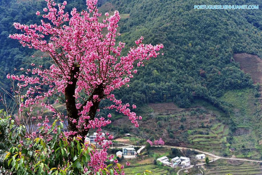 #CHINA-YUNNAN-WULIANG MOUNTAIN-CHERRY BLOSSOMS (CN)