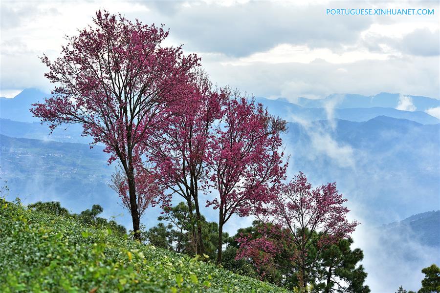 #CHINA-YUNNAN-WULIANG MOUNTAIN-CHERRY BLOSSOMS (CN)