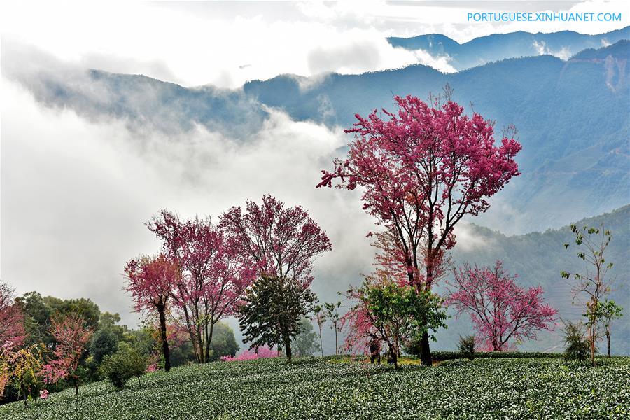 #CHINA-YUNNAN-WULIANG MOUNTAIN-CHERRY BLOSSOMS (CN)
