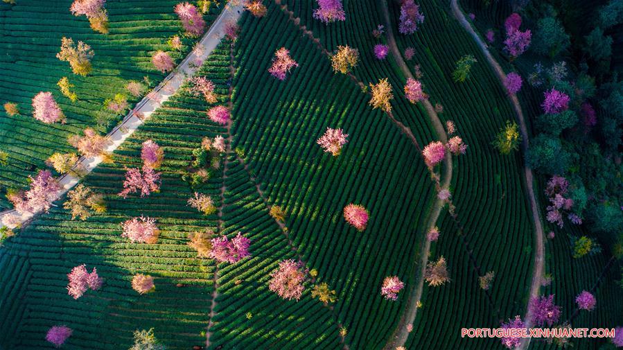 CHINA-YUNNAN-CHERRY VALLEY-SCENERY (CN)