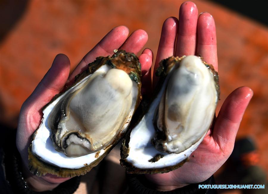 CHINA-GUANGXI-QINZHOU-OYSTER-CULTIVATION (CN)