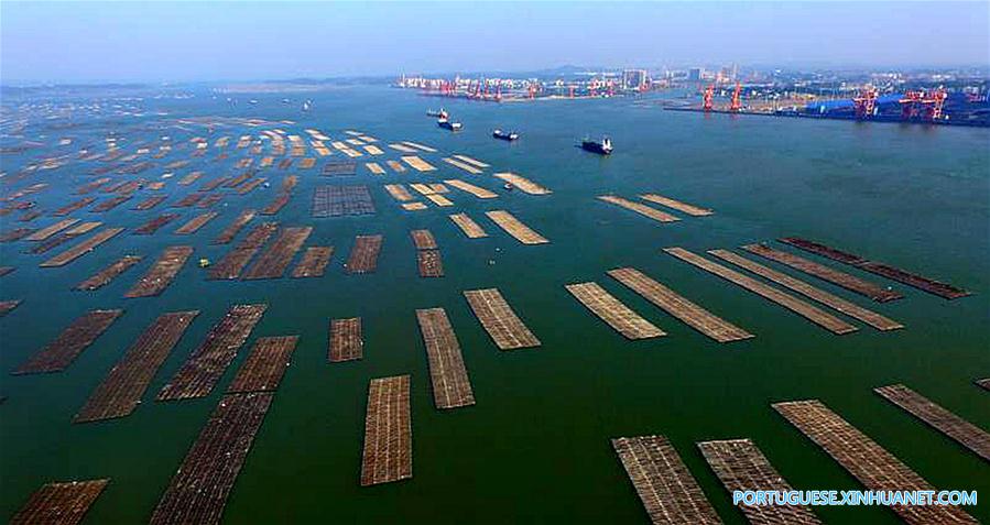 CHINA-GUANGXI-QINZHOU-OYSTER-CULTIVATION (CN)