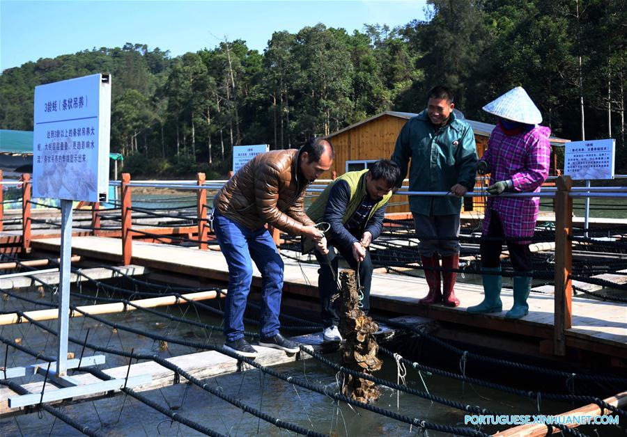 CHINA-GUANGXI-QINZHOU-OYSTER-CULTIVATION (CN)