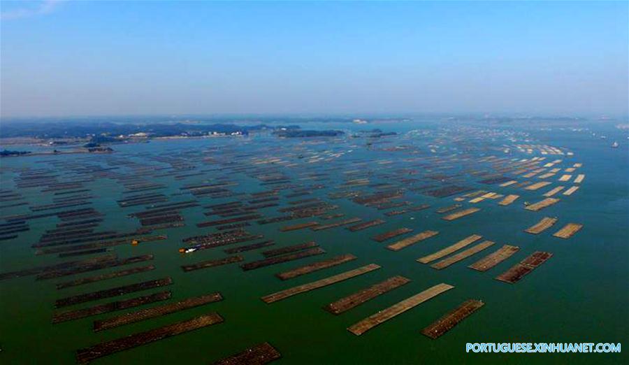 CHINA-GUANGXI-QINZHOU-OYSTER-CULTIVATION (CN)