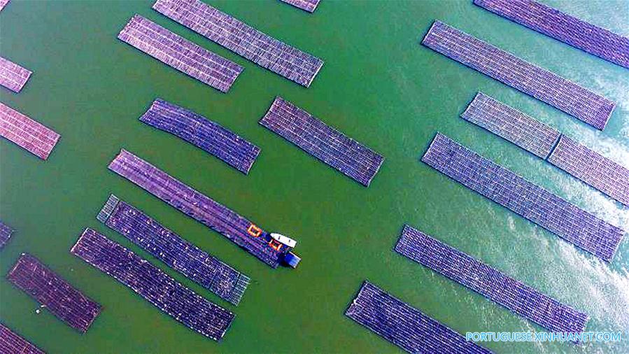 CHINA-GUANGXI-QINZHOU-OYSTER-CULTIVATION (CN)