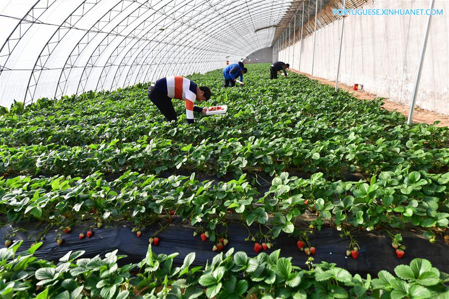 CHINA-HEBEI-WINTER-FARM WORK (CN)