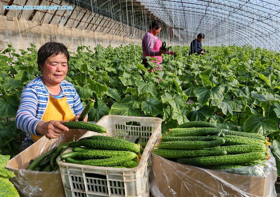 CHINA-HEBEI-QIANAN-AGRICULTURE (CN)