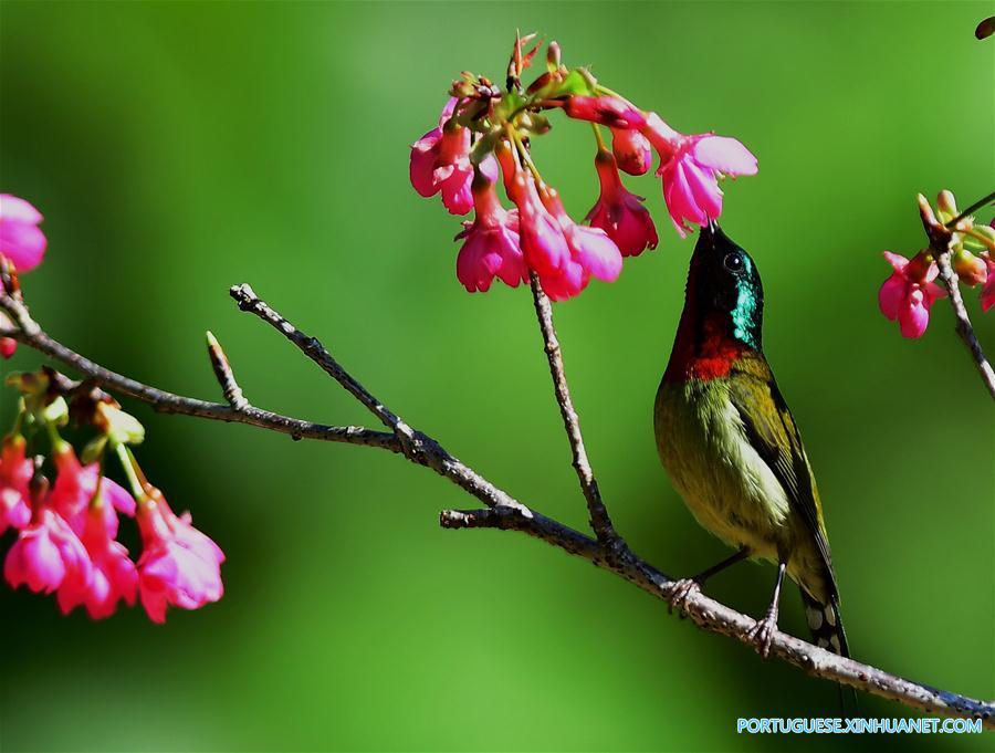 CHINA-FUJIAN-CHEERY BLOSSOM-BIRDS (CN)