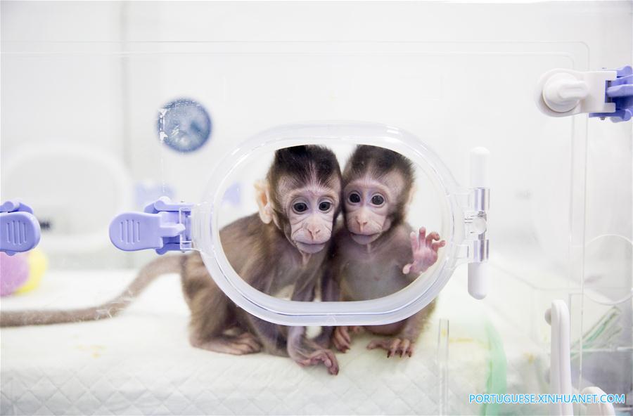 CHINA-BEIJING-CLONED MACAQUES-SUCCESS (CN)