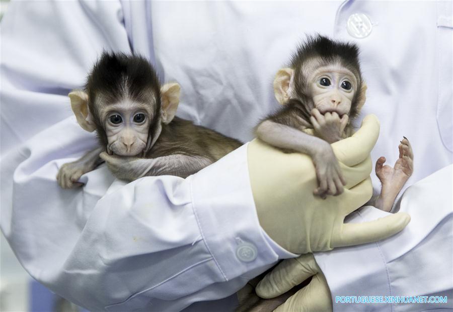 CHINA-BEIJING-CLONED MACAQUES-SUCCESS (CN)