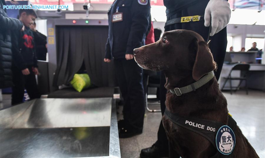 CHINA-CHENGDU-SPRING FESTIVAL-TRAVEL RUSH-POLICE DOG (CN)