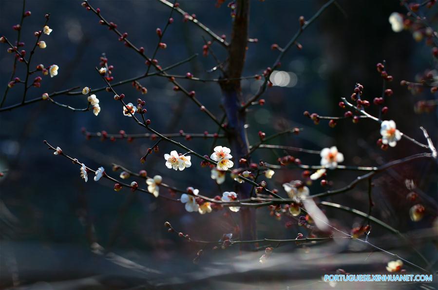 #CHINA-BEGINNING OF SPRING-FLOWER(CN) 