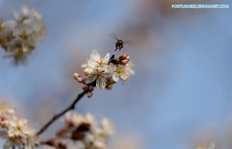 #CHINA-GUIZHOU-PEAR BLOSSOMS (CN)