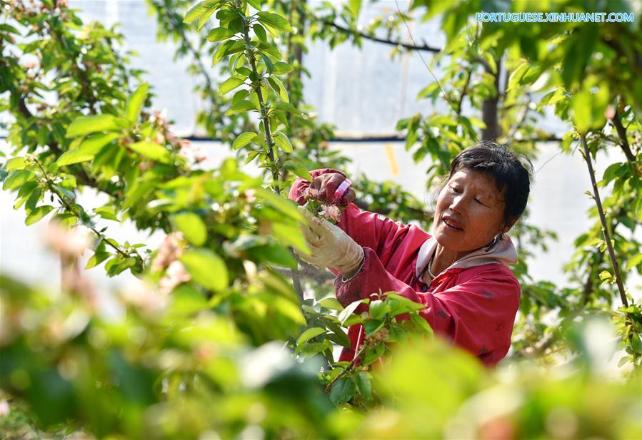 #CHINA-RURAL AREAS-FARM WORK (CN)