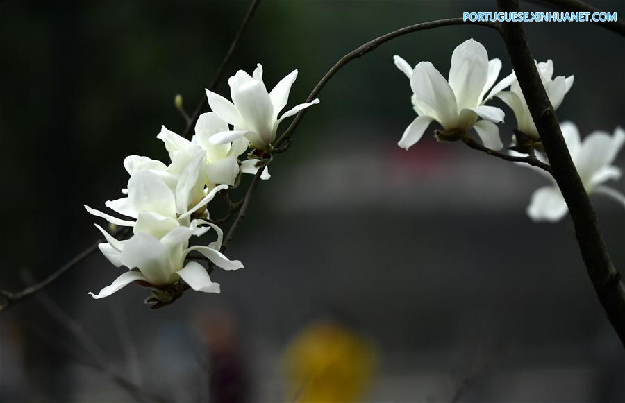 #CHINA-HUBEI-XUAN'EN-FLOWERS (CN)