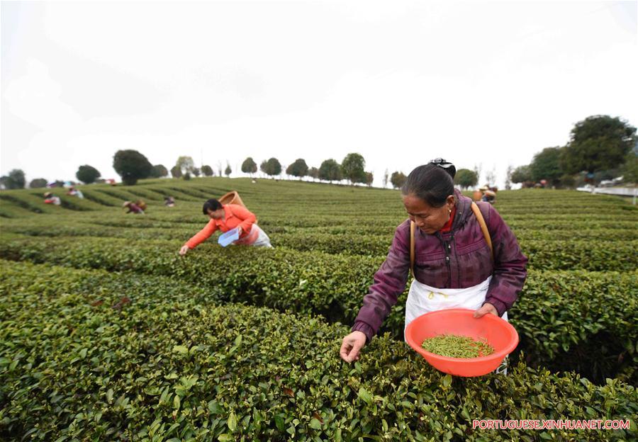 #CHINA-GUIZHOU-TEA PROCESSING (CN)