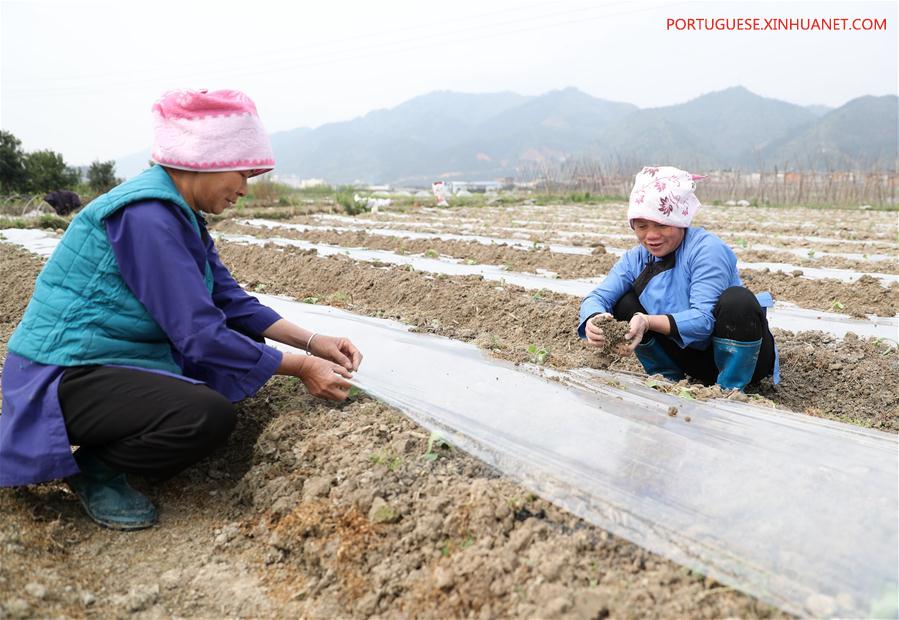 #CHINA-CHUNFEN-FARM WORK(CN)