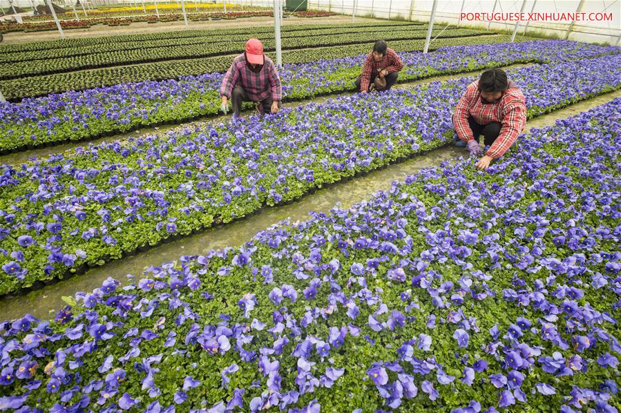 #CHINA-CHUNFEN-FARM WORK(CN)
