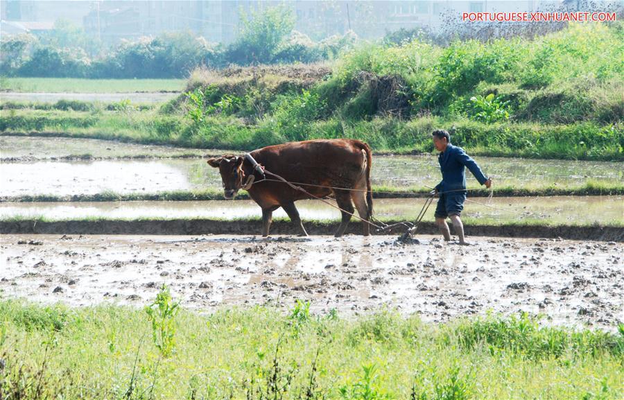 #CHINA-CHUNFEN-FARM WORK(CN)