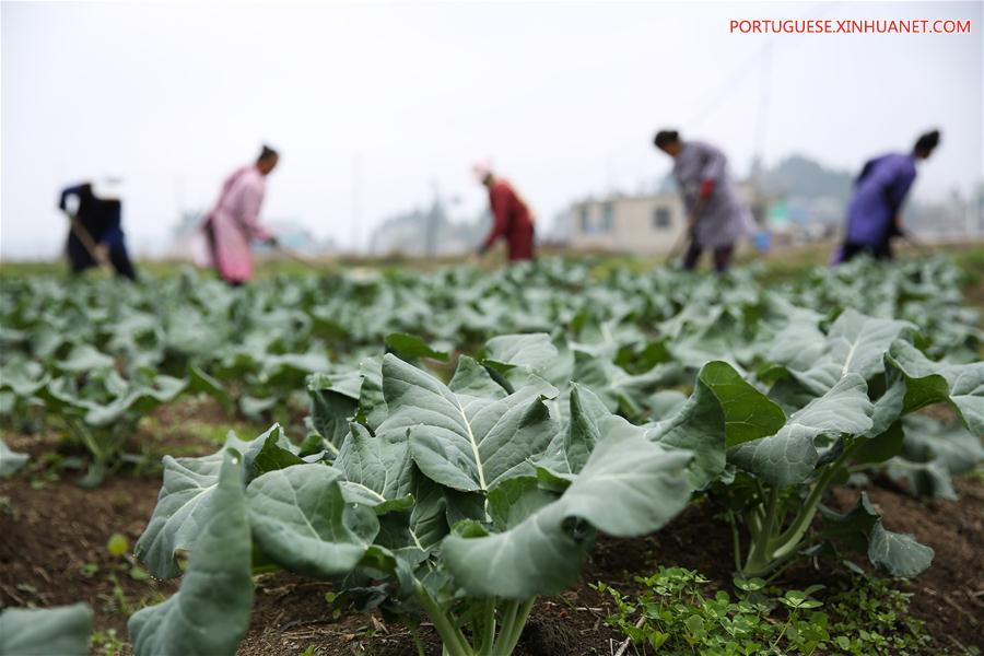 #CHINA-CHUNFEN-FARM WORK(CN)