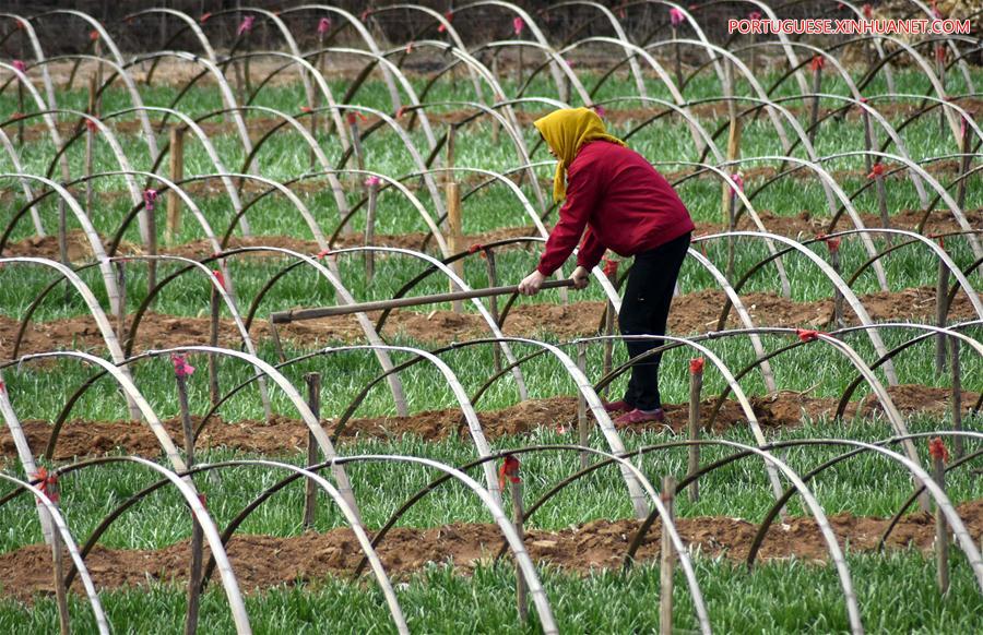 #CHINA-CHUNFEN-FARM WORK(CN)