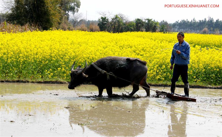 #CHINA-CHUNFEN-FARM WORK(CN)