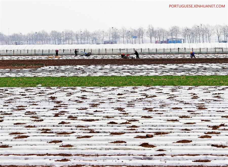 #CHINA-CHUNFEN-FARM WORK(CN)