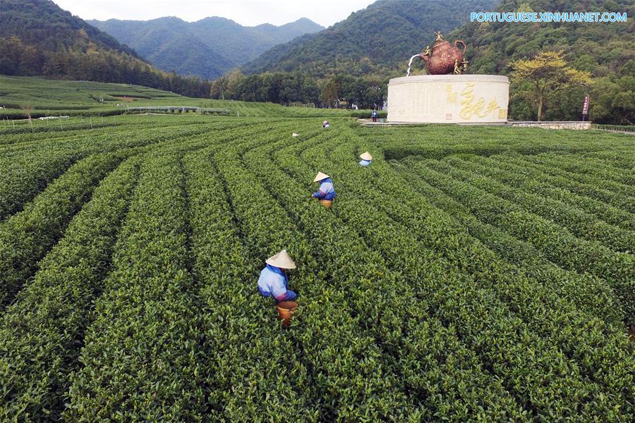 #CHINA-SPRING-TEA HARVEST (CN)