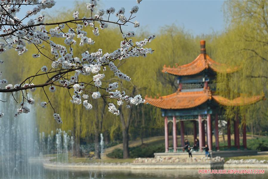 CHINA-SHANXI-FENYANG-APRICOT FLOWERS(CN)